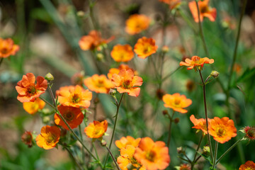 close-up of orange Geums in bloom