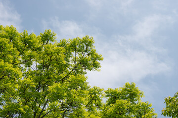 tree with green leaves against blue sky with feathery clouds