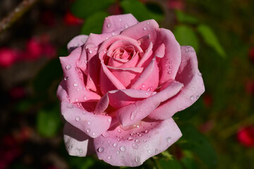 One pink rose with drops of dew after the rain.
