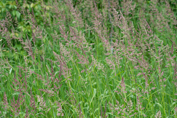 grass seed plumes on an overcast day in the park