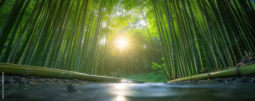 Poster serene bamboo forest with the sunlight filtering through, creating a tranquil and peaceful atmospher
