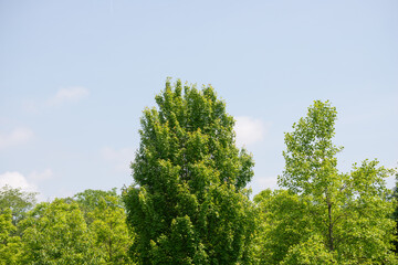 trees on a light blue spring sky with cloud