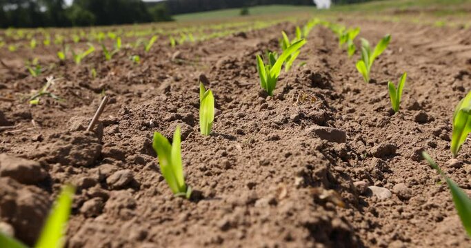 new corn crop in the field in spring, corn sprouts in sunny spring weather