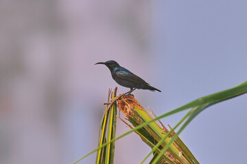 Purple Sunbird