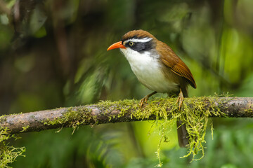 Fototapeta premium Brown-crowned Scimitar-Babbler perched on a branch in the rainforest
