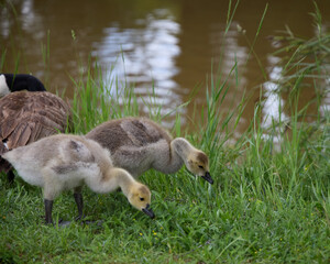 Gänse Küken bei der Nahrungssuche