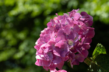 Fototapeta premium 赤いアジサイ