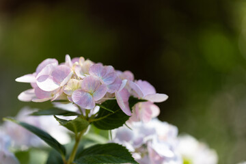 薄紫のアジサイ