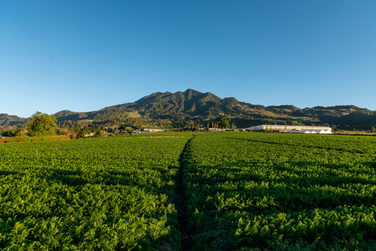 Farmland of potatoes in Cerro Punta, Chiriqui,  Panama - stock photo