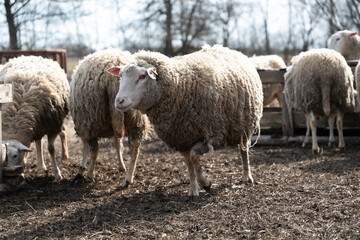 Fototapeta premium Herd of Sheep Standing on Top of Dry Grass Field