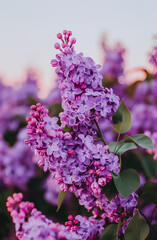  Blooming lilacs on sunset sky background