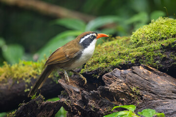 Brown-crowned Scimitar-Babbler perched on a tree trunk in the rainforest