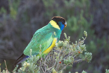 Australian ringneck, Olive Pink Botanic Garden, Alice Springs, NT, Australia