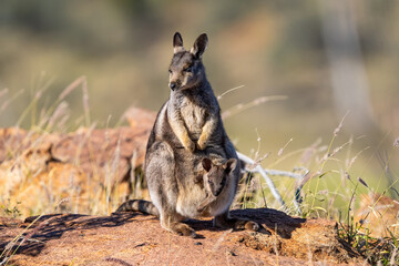Rock wallaby with joey, Olive Pink Botanic Garden, Alice Springs, NT, Australia