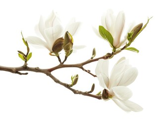 white magnolia flower