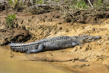 Crocodile
