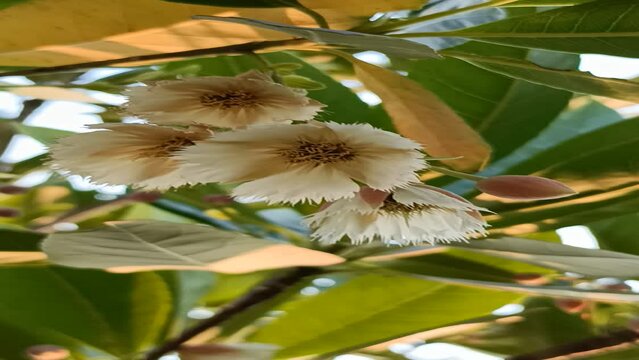 White flower