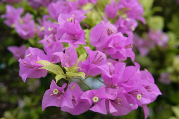Obraz premium pink and purple flowers