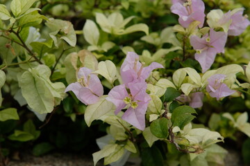 flowers in the garden