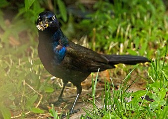 Blackbird eating a insect