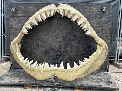 R&eacute;plica de los dientes de un tibur&oacute;n extinto llamado megalod&oacute;n o megalodonte. Copia a tama&ntilde;o natural de una antigua mand&iacute;bula de tibur&oacute;n prehist&oacute;rico