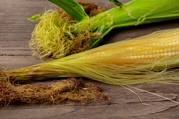 Ear of corn at blister growth stage. Grain fill, corn farming, agriculture concept.