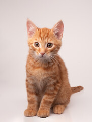 Rudy kot siedzący na białym tle  © Klaudia Baran