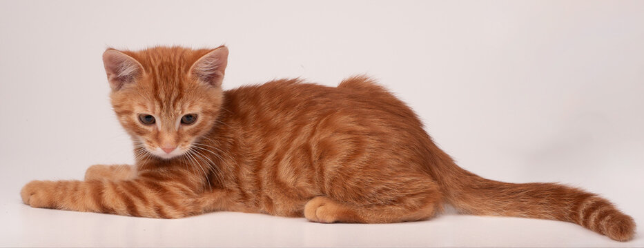 Gatto rosso sdraiato su sfondo bianco