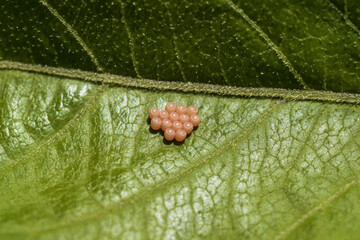 insect eggs on leaves © Алексей Линник