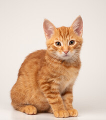 Gatto rosso seduto su sfondo bianco