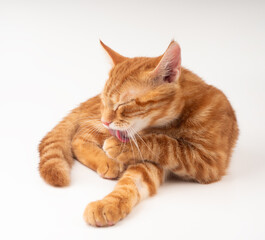 Gato rojo lamiéndose la pata sobre un fondo blanco. 