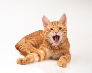 Yawning ginger cat on a white background
