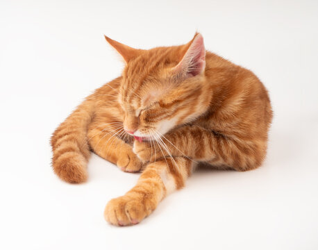 Chat rouge l&eacute;chant sa patte sur fond blanc 