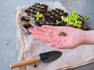 hand holds seeds to plant seeds in the home garden