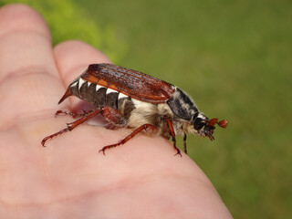 The common cockchafer (Melolontha melolontha), also known as May bug or May beetle, female walking on a human hand