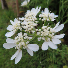 日本で６月にオルレアが白い色の花を咲かせています