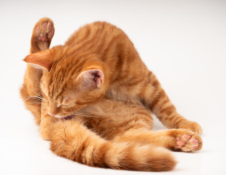 Rote Katze leckt ihren Schwanz auf wei&szlig;em Hintergrund 