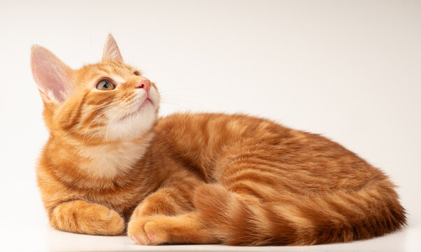 gato ruivo deitado em um fundo branco
