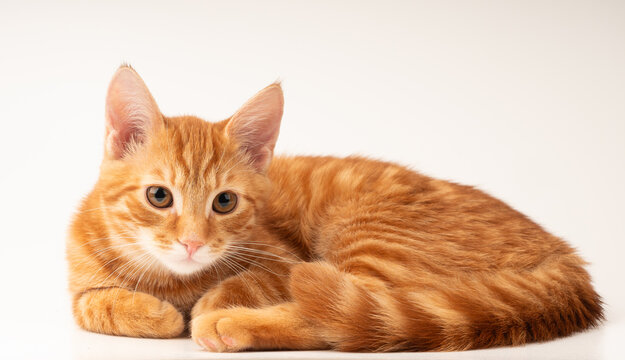 Chat roux couch&eacute; sur fond blanc