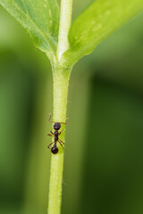 ant on a green plant