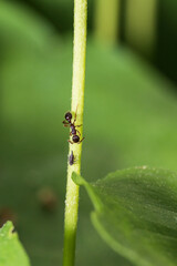 ants and aphids on plants