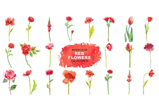 Watercolor painted red flowers clipart. Hand drawn flower design elements isolated on transparent background
