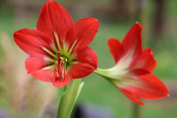 Closed up Amaryllis Red flowers blossom and beautiful petals in nature background