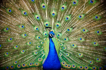 Fototapeta premium Close up of the head of a vibrant blue peacock with a backdrop of iridescent feathers 