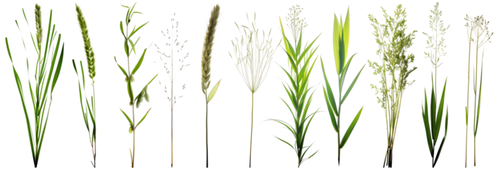 collection of green grass isolated on white