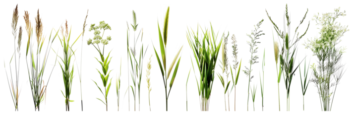 collection of green grass isolated on white