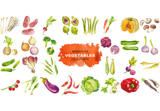 Watercolor painted collection of vegetables. Hand drawn fresh food design elements isolated on transparent background.