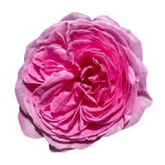 Pink rose blossom, isolated image on transparent background