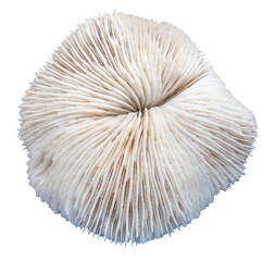 Sea coral fossil, isolated image on transparent background
