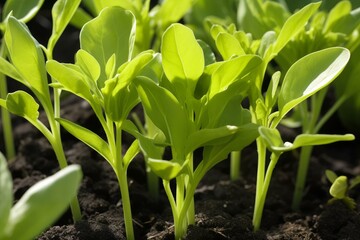 Obraz premium Succulent Sunflower shoots. Organic nutrition eco. Generate Ai